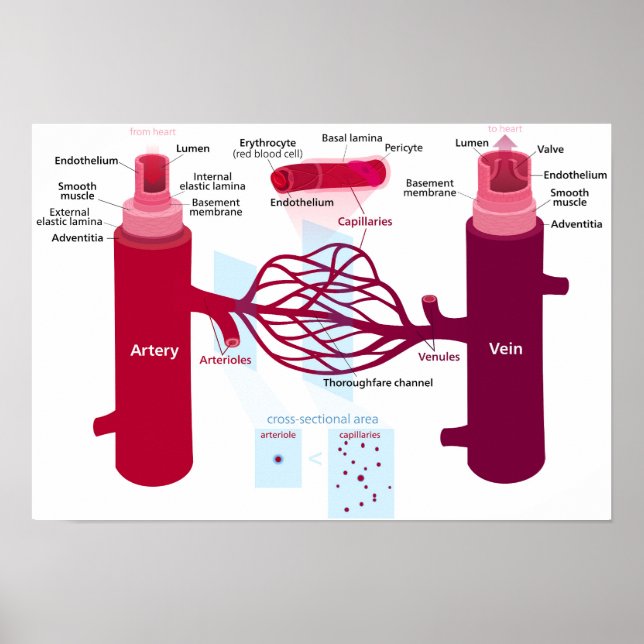 Póster Vasos de sangre Diagrama Arterias Venas Capilares (Frente)