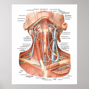 Póster Vasos sanguíneos del cuello