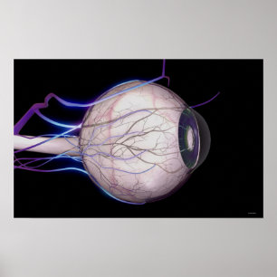 Póster Vasos sanguíneos del ojo