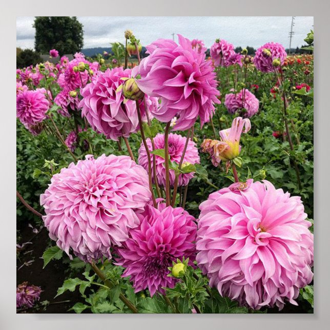 Póster Vassio Meggos Dahlia (Frente)