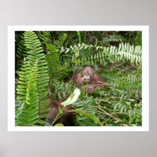 Póster Vecinos de Nosy en Kalimantan Indonesia