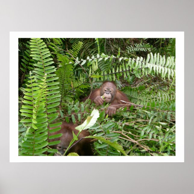 Póster Vecinos de Nosy en Kalimantan Indonesia (Frente)