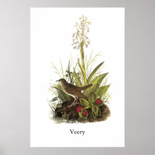 Póster Veery, Juan Audubon