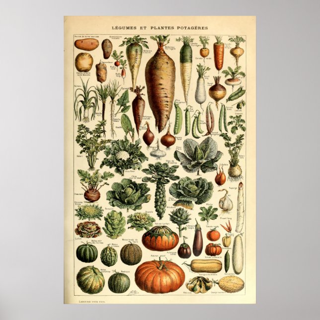 Póster Vegetales de época de Adolphe Millot (Frente)