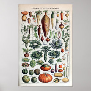 Póster Vegetales y plantas vegetales franceses de época