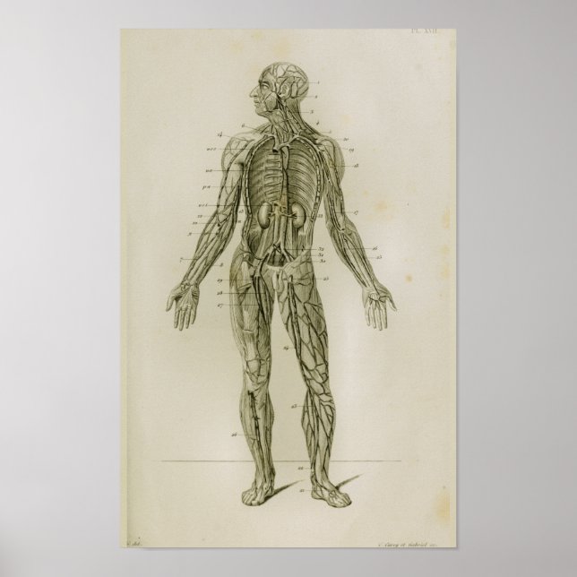 Póster Velas de los vasos sanguíneos Anatomía de la cosec (Frente)