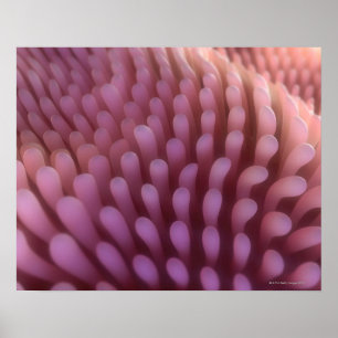 Póster Vellosidades intestinales