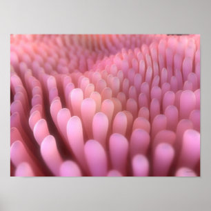 Póster Vellosidades intestinales 2