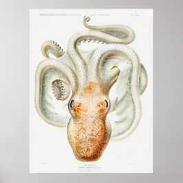 Póster Velodona octopus by Carl Chun