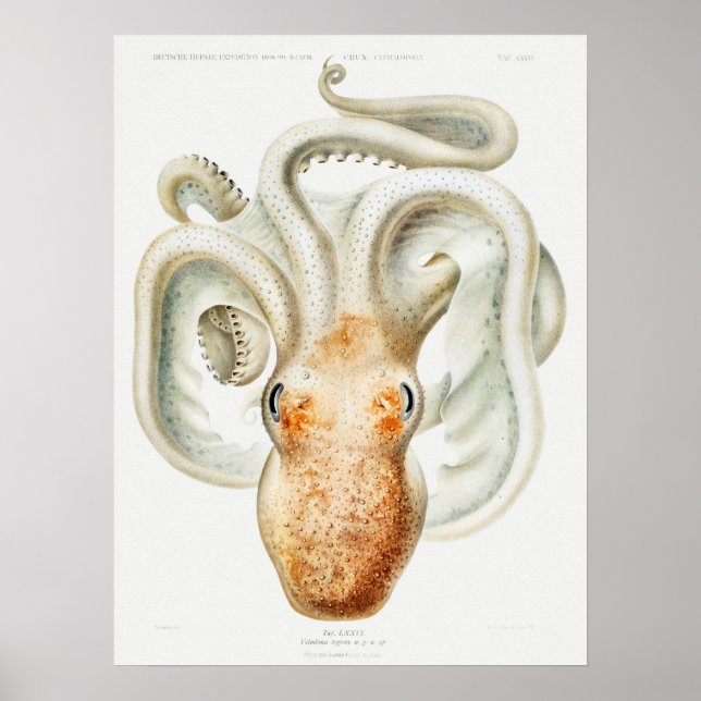 Póster Velodona octopus by Carl Chun (Frente)