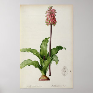 Póster Veltheimia Capensis, de "Les Liliacees", c.1805