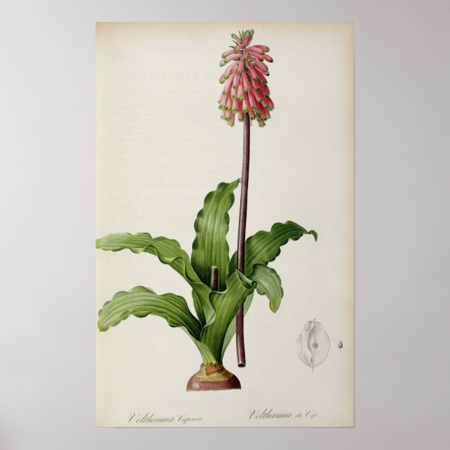 Póster Veltheimia Capensis, de "Les Liliacees", c.1805 (Frente)