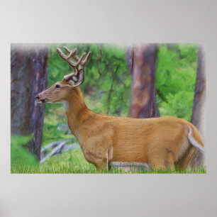 Póster Velvet Whitetail Deer Buck