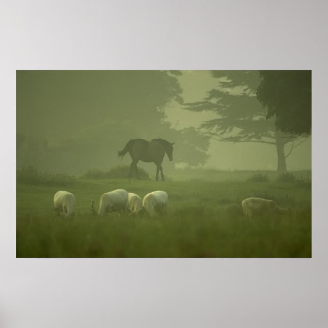 Póster Venado blanco de malva (Frente)