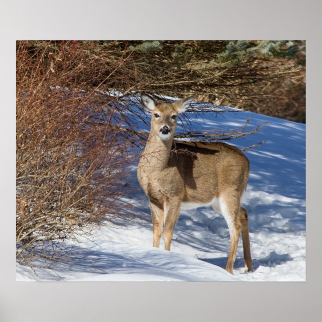 Póster Venado Con Nieve Y Cepillo (Frente)