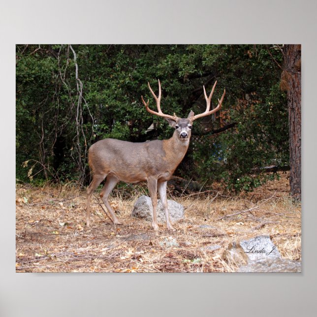 Póster Venado de buck en California, EE.UU. (Frente)