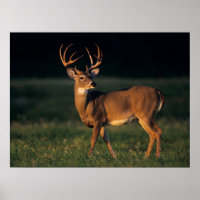 Venado de cola blanca | Choke Canyon State Park, T