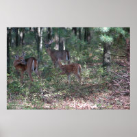 Venado de cola blanca en los Poconos.