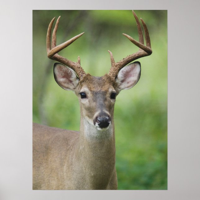 Póster Venado de cola blanca | Hill Country, Texas (Frente)