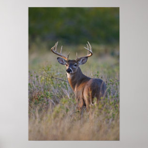 Póster venado de cola blanca Odocoileus virginianus
