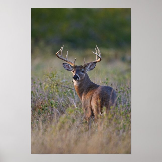 Póster venado de cola blanca Odocoileus virginianus (Frente)