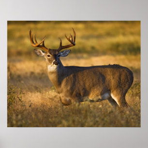Póster Venado de cola blanca (Odocoileus virginianus) adu