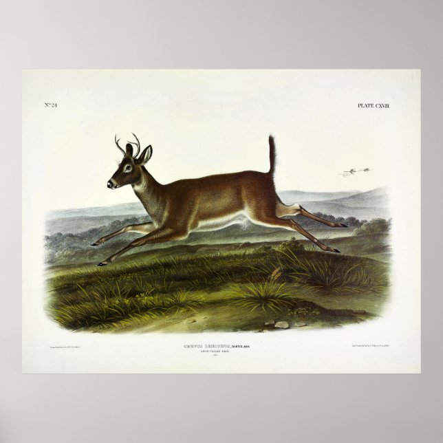 Póster Venado de cola larga o venado colombiano de cola b (Frente)