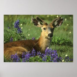 Póster Venado de cola negra, Odocoileus hemionus), en