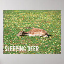 Venado dormido en hibernación en otoño en pradera