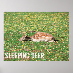 Póster Venado dormido en hibernación en otoño en pradera
