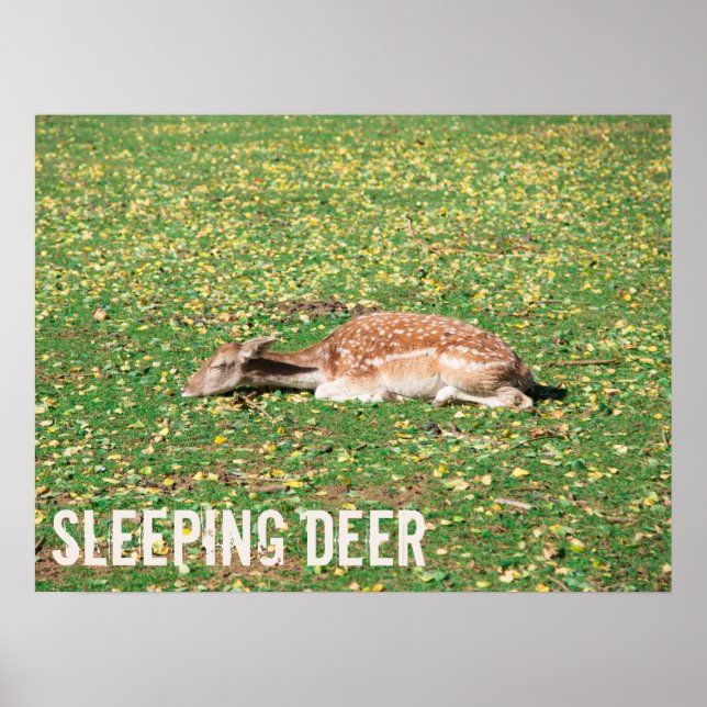 Póster Venado dormido en hibernación en otoño en pradera (Frente)