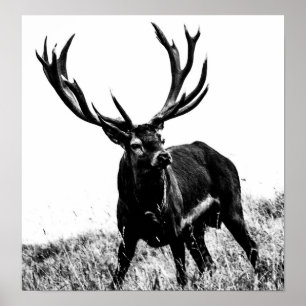 Póster Venado en calor