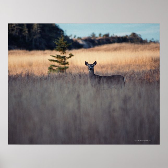 Póster Venado en el campo (Frente)