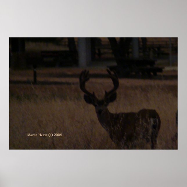 Póster Venado en hierba seca (3) (Frente)