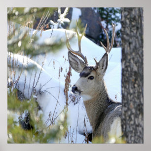 Póster Venado En La Nieve