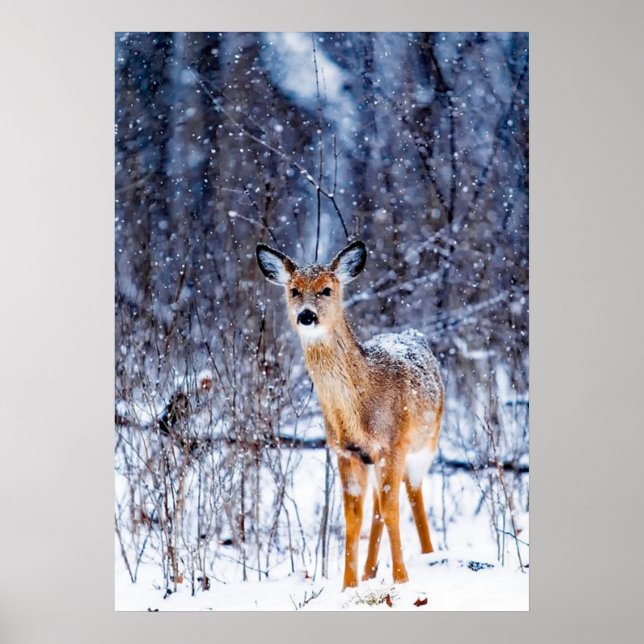 Póster Venado en la nieve, paisaje invernal (Frente)