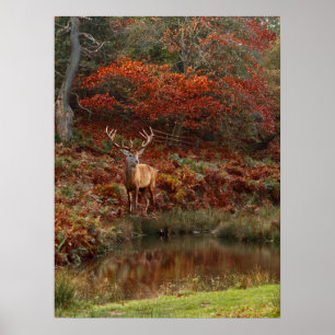 Póster Venado en los colores de otoño