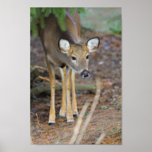 Póster Venado, Ohio