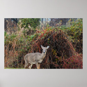 Póster Venado por Bush Photo Poster