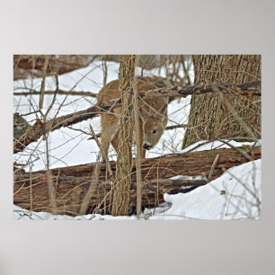 Póster Venado Whitetail En Nieve