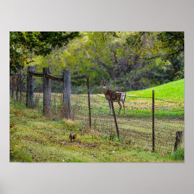 Póster Venado Y Un Paintero De Ardilla (Frente)