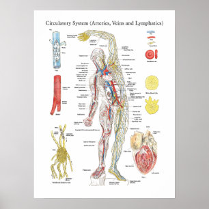 Póster Venas circulatorias de las arterias de la carta de