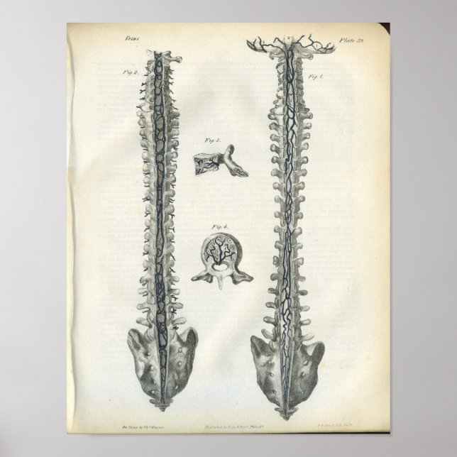 Póster Venas de la anatomía de espinas