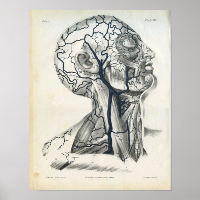 Póster Venas de la anatomía del cuello de la cabeza Impri (Frente)