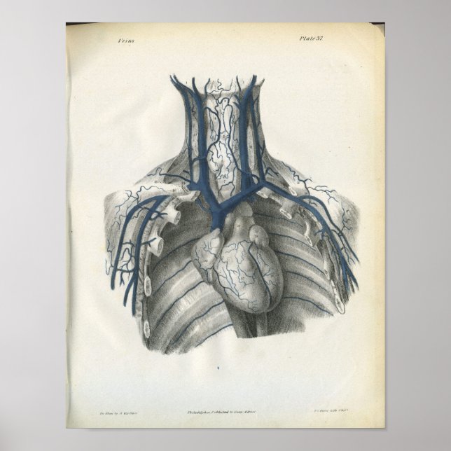 Póster Venas de la anatomía del pecho (Frente)