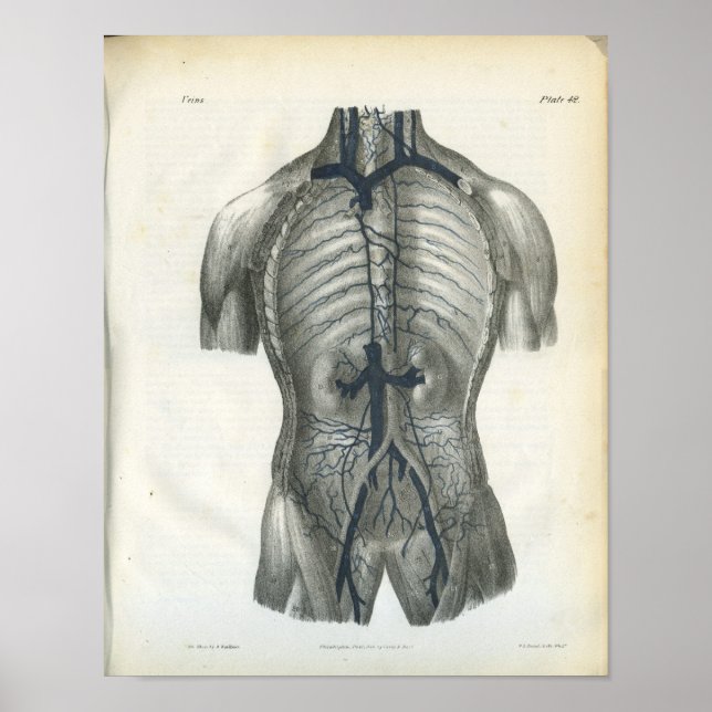 Póster Venas de la anatomía interna del abdomen (Frente)