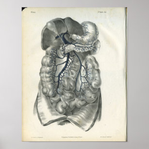 Póster Venas de órganos abdominales Anatomía impresa