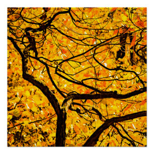 Póster Venas doradas del otoño