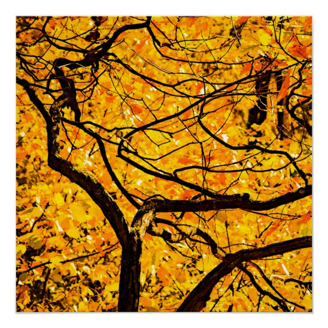 Póster Venas doradas del otoño (Anverso)