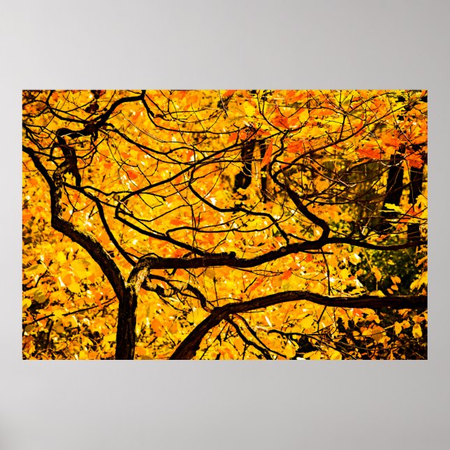 Póster Venas doradas del otoño (Frente)